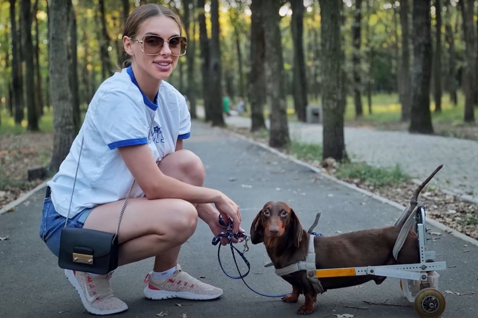 Max the dog with his new wheelchair and animal rescue worker Olena by his side.
