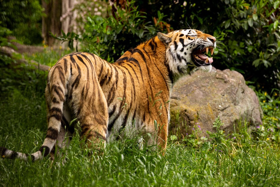 Der Tiger ist Papa von Vierlingen im Magdeburger Zoo.
