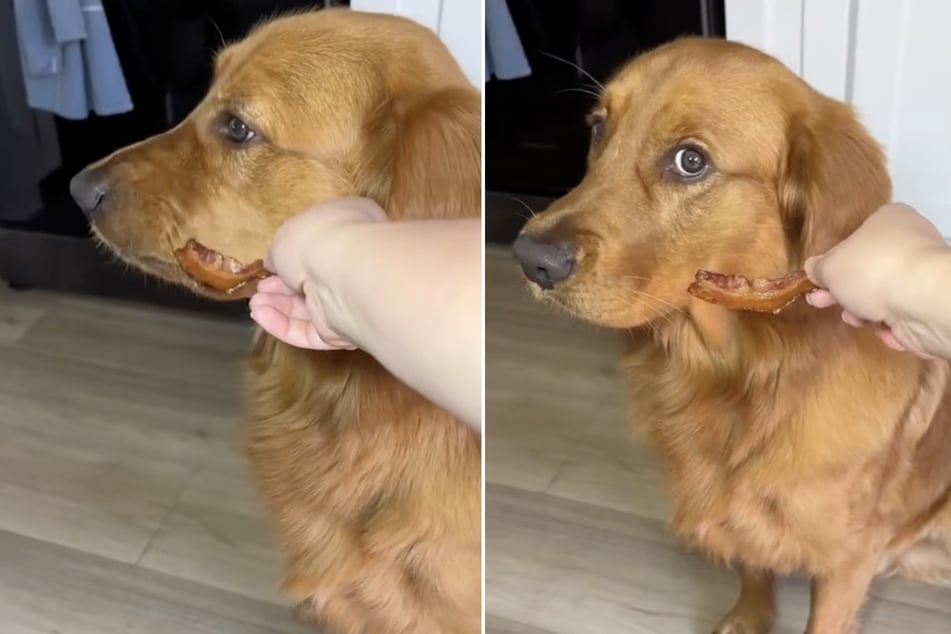 Hund "Winston" ging im Netz viral, da er einen verlockenden Snack ablehnte.