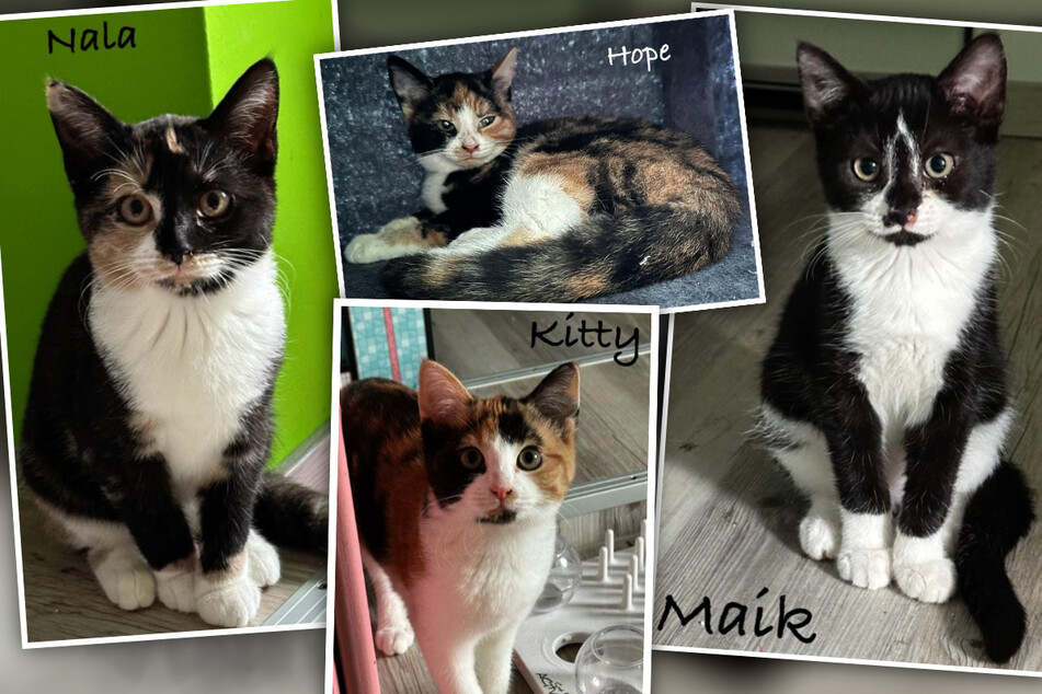 Kitty, Nala, Hope und Maik: Vier Glückskätzchen suchen ein neues Zuhause