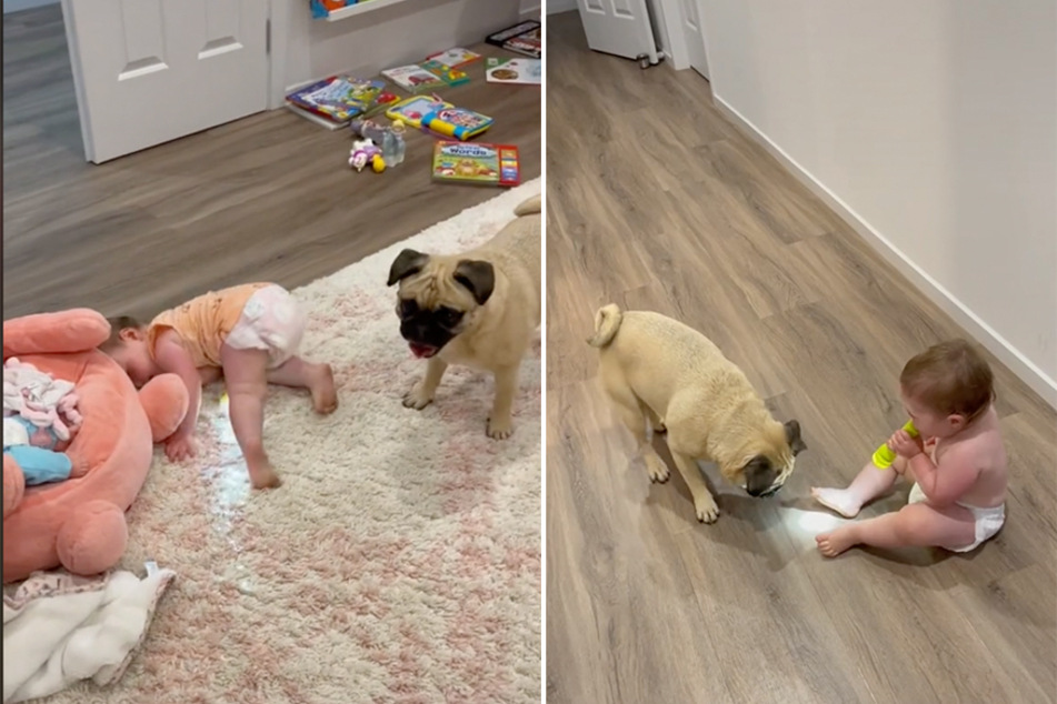 One toddler was tickled pink to find the family dog loved flashlights as much as she did!