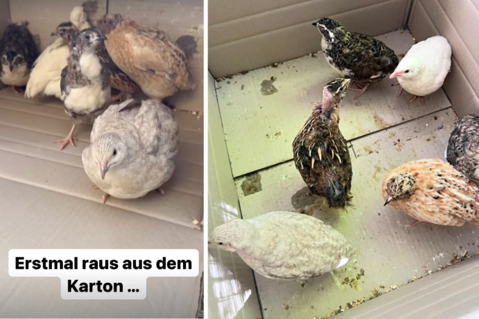 Tierheim nimmt verstörte Kleintiere auf, Follower flippen aus: "Menschheit ist verloren"