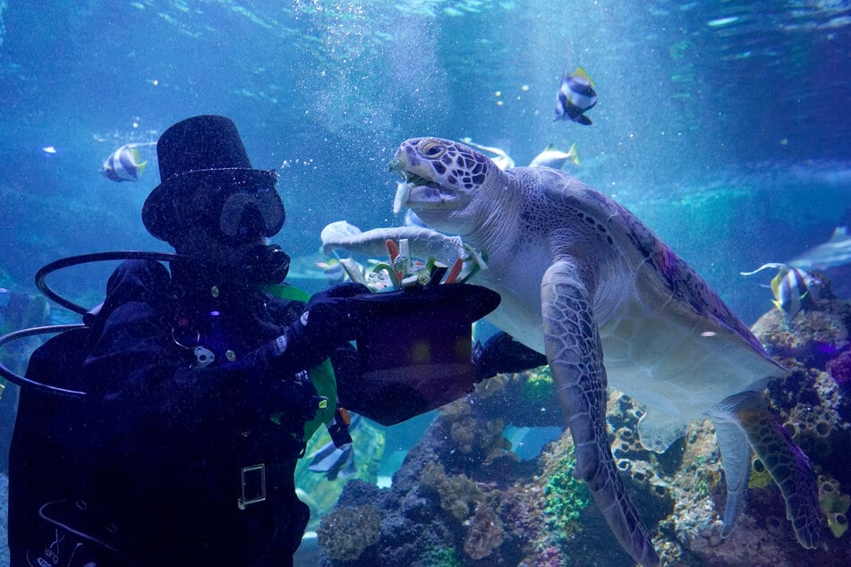 Neujahrsgrüße unter Wasser: Schildkröte bekommt besonderen Besuch