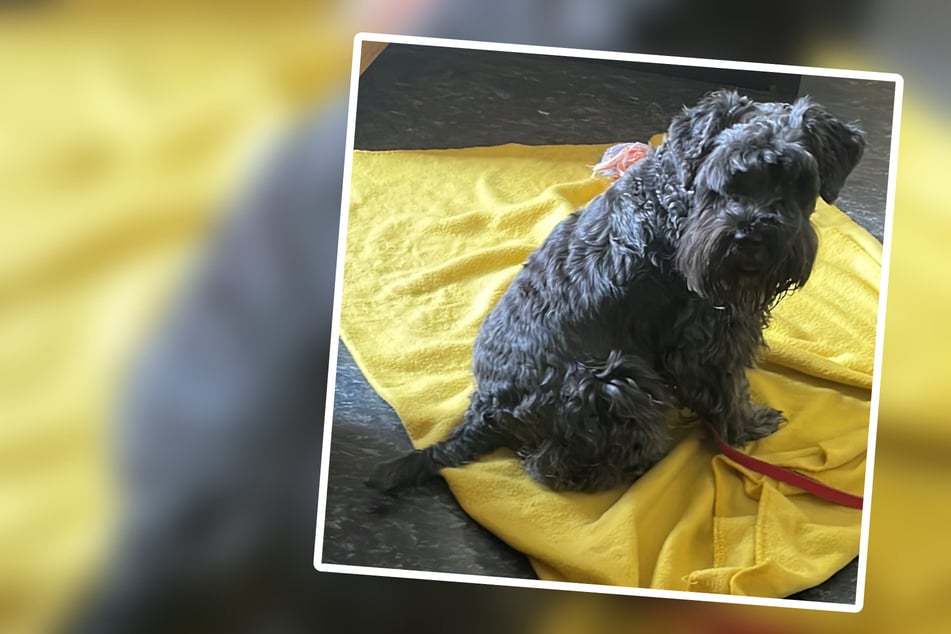 Kleiner Hund mit außergewöhnlichem Halsband gefunden: "Keiner will mich"