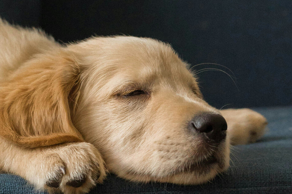 Golden retrievers might not live super long, but they certainly live well.