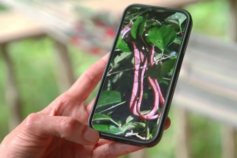 Die gebürtige Brasilianerin macht extra ein Handyfoto von dem Reptil.