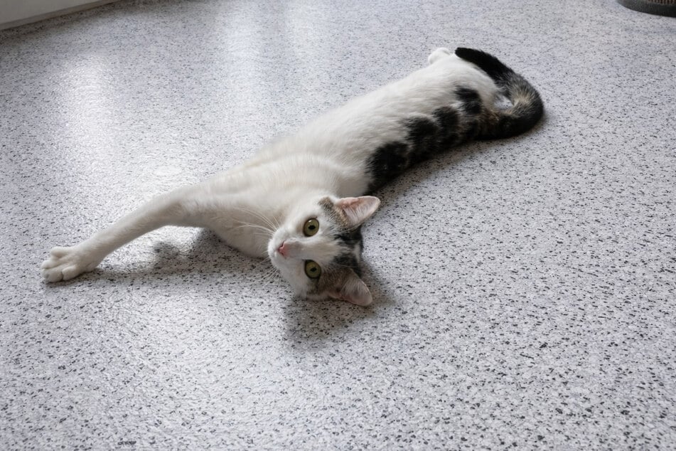 Mila ma też przyjazną stronę, gdy podchodzi się do niej z cierpliwością i wrażliwością.