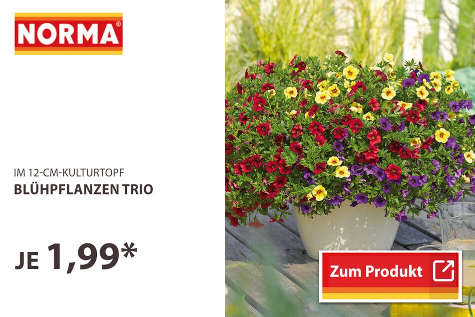 Blühpflanzen Trio