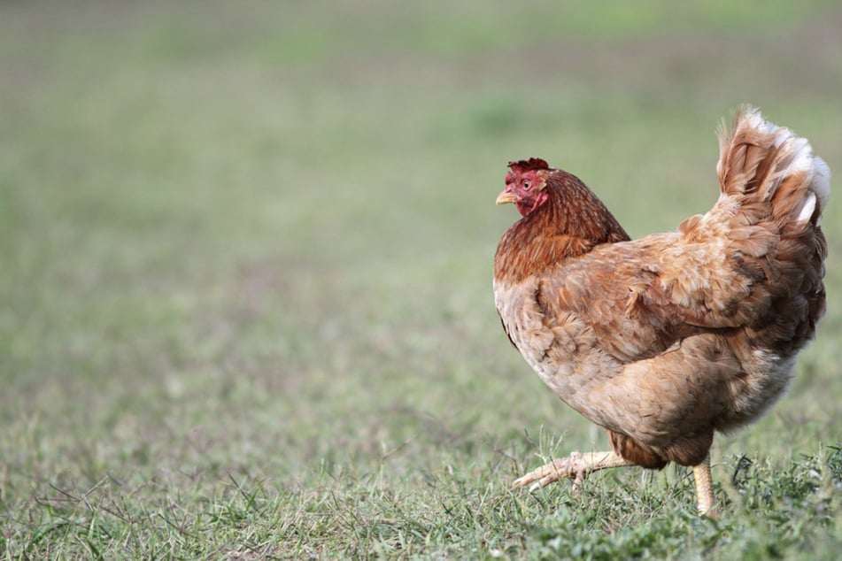 Das Huhn war unvermittelt auf die Straße gelaufen, der Fahranfänger konnte nicht mehr rechtzeitig ausweichen. (Symbolfoto)