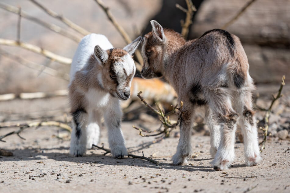 Im Tierpark Hagenbeck wurde der Streichelzoo vorübergehend geschlossen.