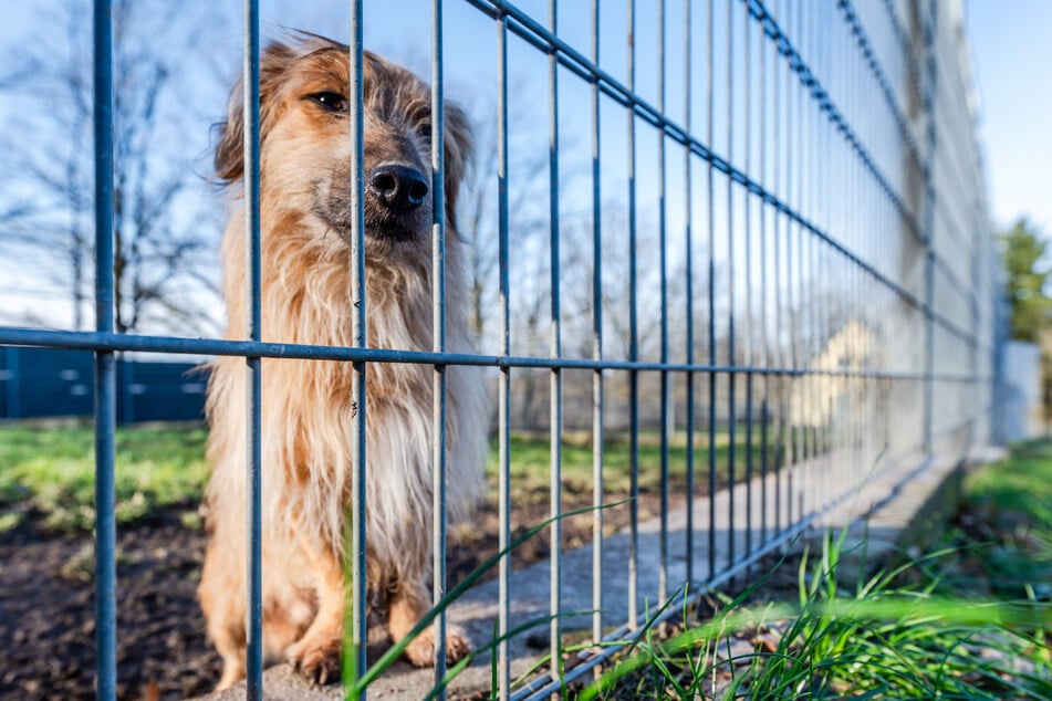 Rückwirkend zum 1. Januar gibt's für verlassene Tiere mehr Geld vom Freistaat.