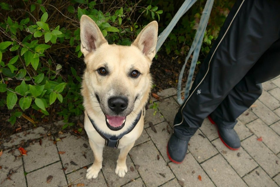 Rocky genießt die Nähe zu seinen Menschen und kann es kaum erwarten, sich in ein gemeinsames Abenteuer zu stürzen.