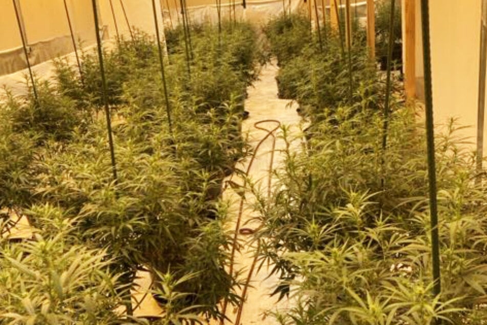 Riesige Cannabis-Plantage in leer stehendem Haus: Polizei fahndet nach weißem Mercedes-Sprinter