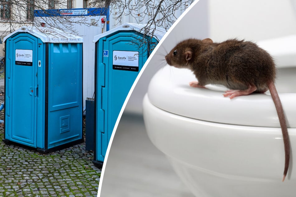 Toiletten im Ministerium wegen Ratten gesperrt: Beamte müssen jetzt aufs Dixie-Klo