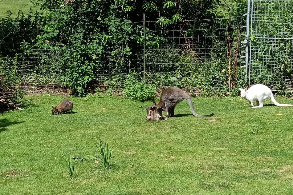Nach dem brutalen Mord an zwei Känguru-Damen sind Mitte Juli zwei neue Weibchen nach Solingen gekommen, darunter ein Albino-Känguru (r.).