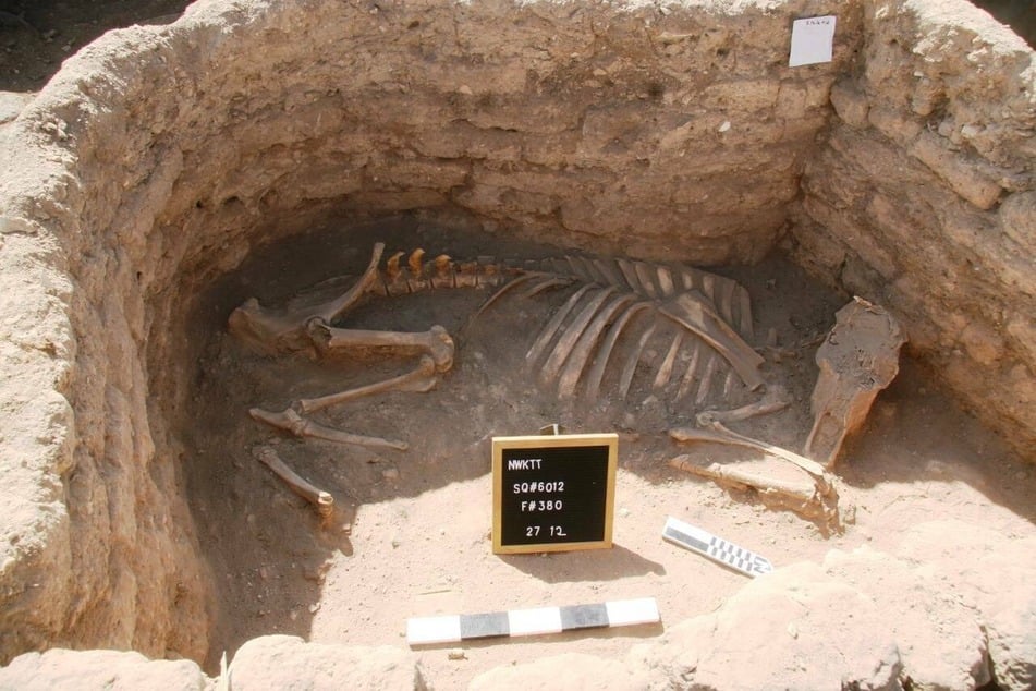 Animal skeletons of cows and bulls were found inside one of the rooms.