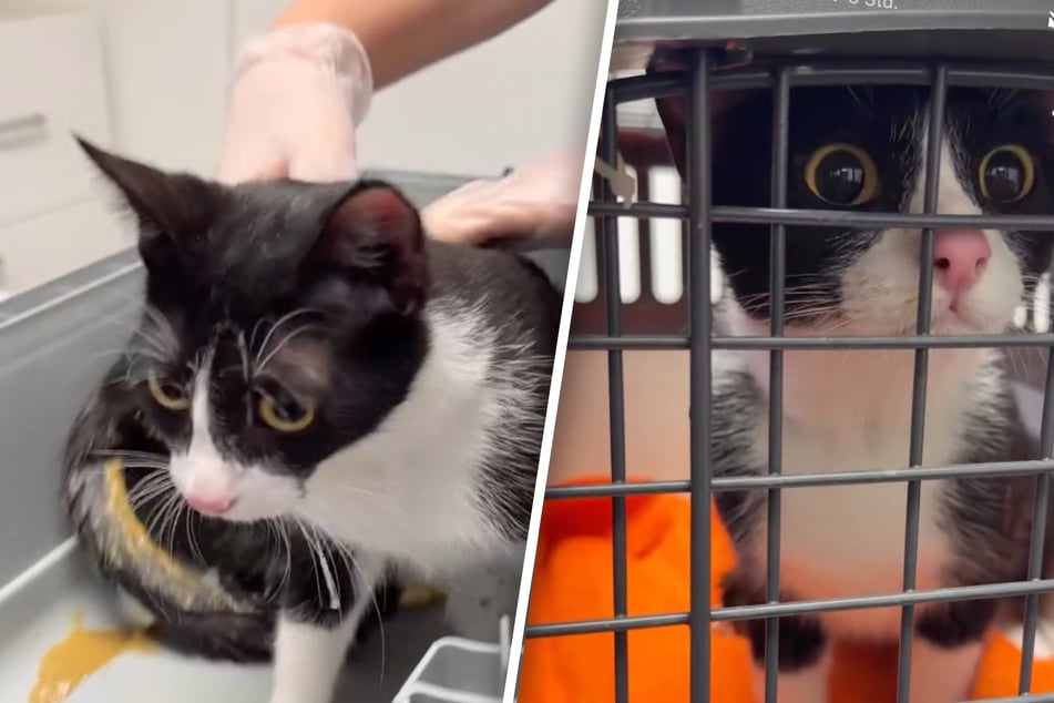 Gato de Kerpen plantea un acertijo: el refugio teme por posibles crías