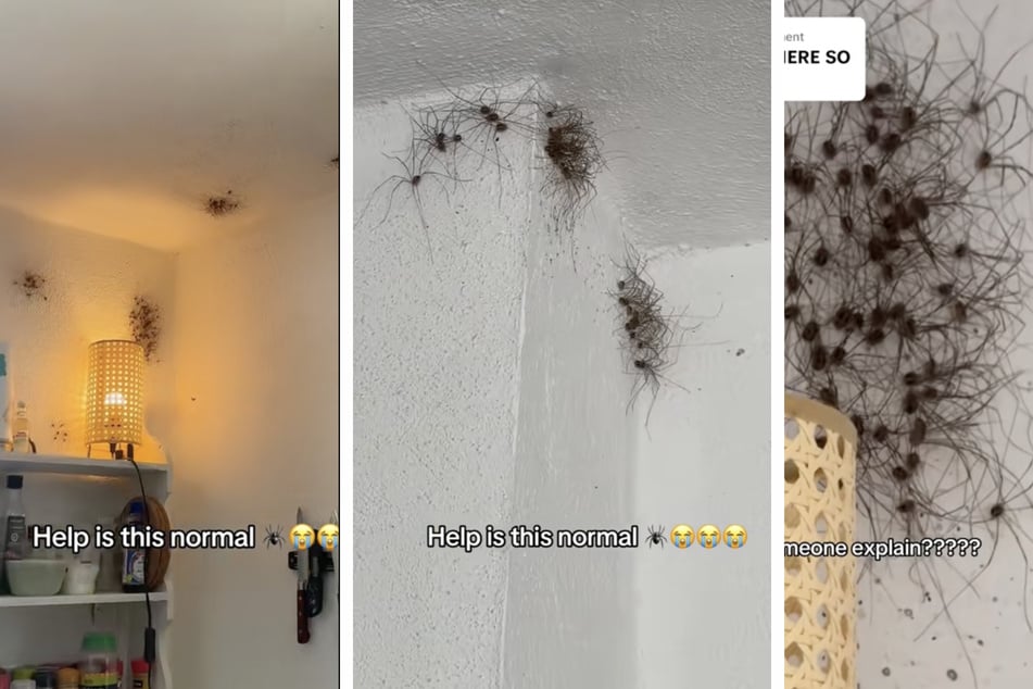 An den Wänden und Decken entdeckten die Spanier überall Spinnennester.