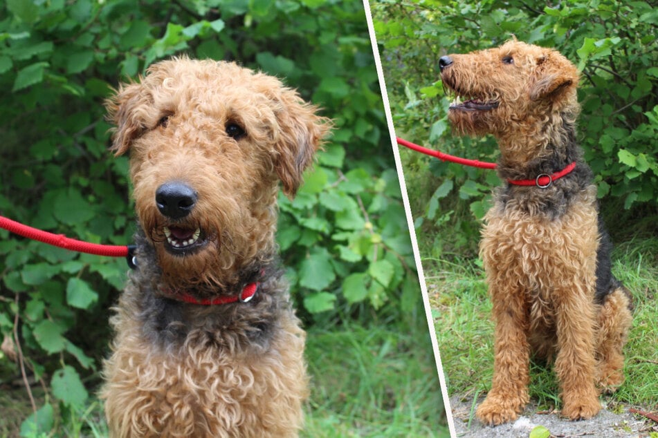 Ella hofft auf einfühlsame Halter, die bereits Erfahrung mit Hunden haben.