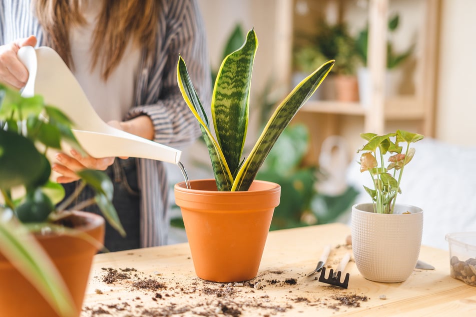 Hat man die Sansevieria einmal umgetopft, sollte man sie nur ganz leicht angießen.
