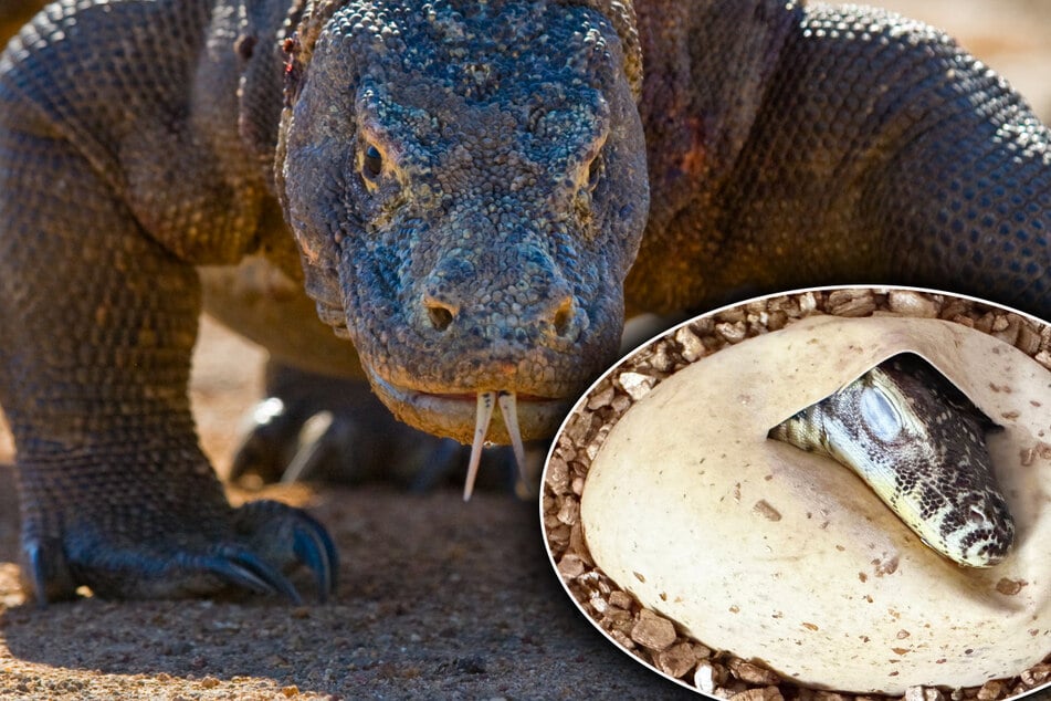 Zoo-Sensation! In Leipzig schlüpfen gleich sieben kleine Komodowarane