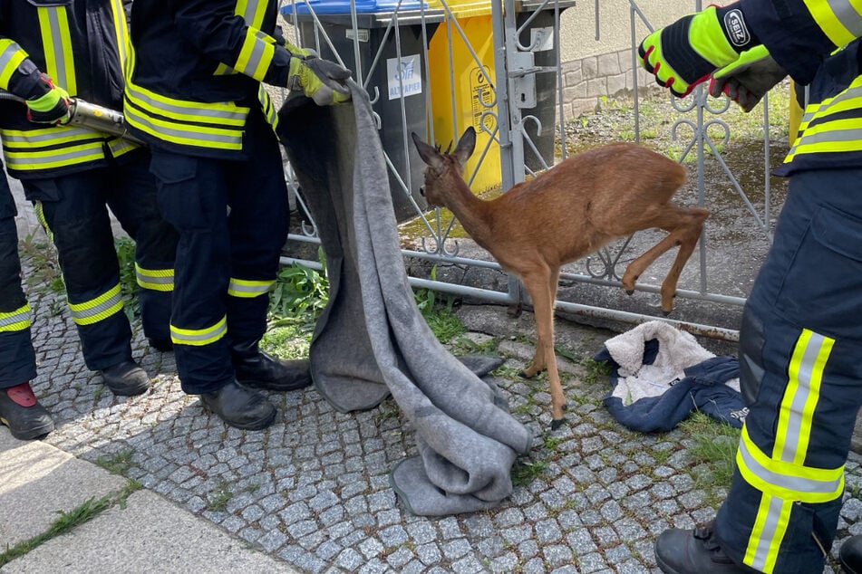 Endlich in Freiheit: Der Rehbock stieg vorsichtig aus dem Zaun und lief dann über die Bergstraße davon.
