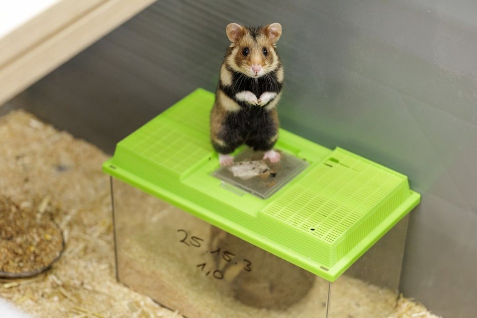 Rund 160 Feldhamster sollen im Artenschutzzentrum des Landes Nordrhein-Westfalen für Nachwuchs sorgen.