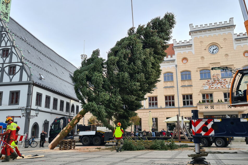Am Dienstagnachmittag wurde der Baum auf dem Zwickauer Hauptmarkt aufgestellt.