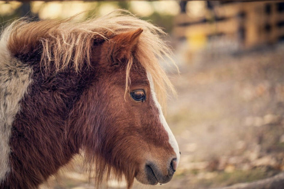 Ponys sind nicht fürs stundenlange Laufen im Kreis gemacht. PETA fordert deshalb ein Verbot von Pferde-Karussells.