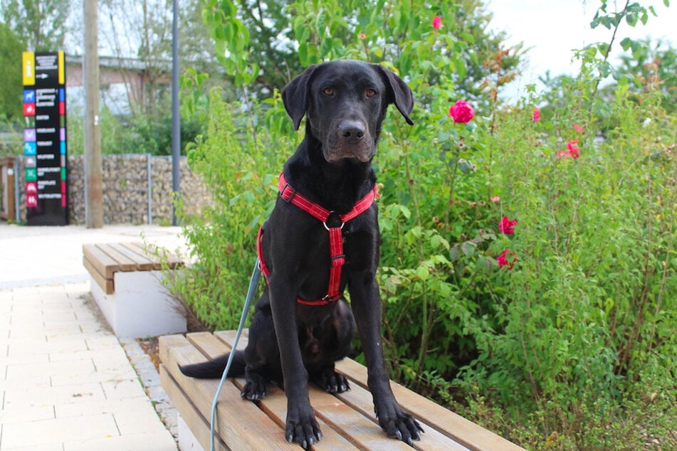 Labrador-Mix Dexter hat einen sehr guten Grundgehorsam und kuschelt gerne mit "seinen" Menschen.