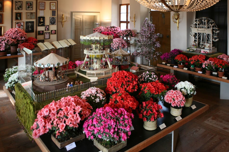 Erst blühen die Kamelien, dann die Azaleen der eigenen Sammlung in den Schlossräumen.