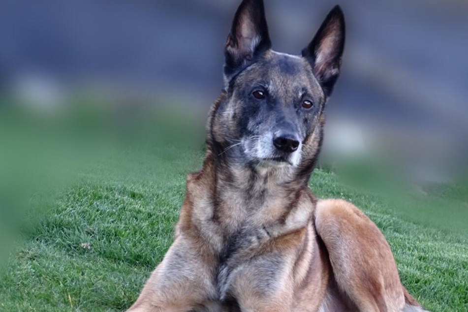 Er bellte für Ordnung: Polizeihund "Ivo" geht in Ruhestand