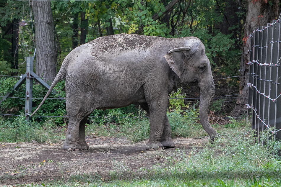 Bronx Zoo's Happy the elephant isn't a person, NY court rules