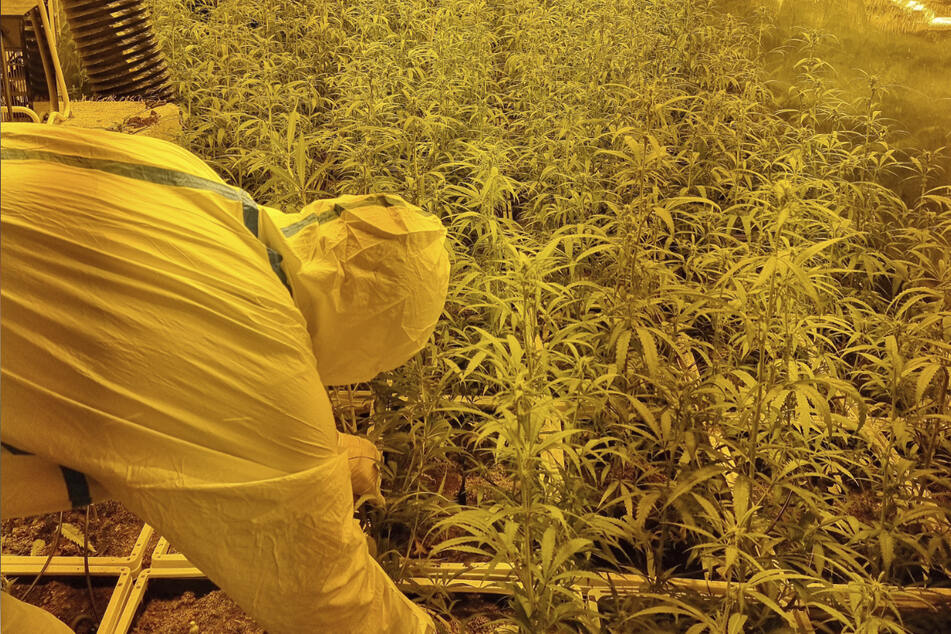 Ein Polizeibeamter untersucht die Cannabis-Plantage.