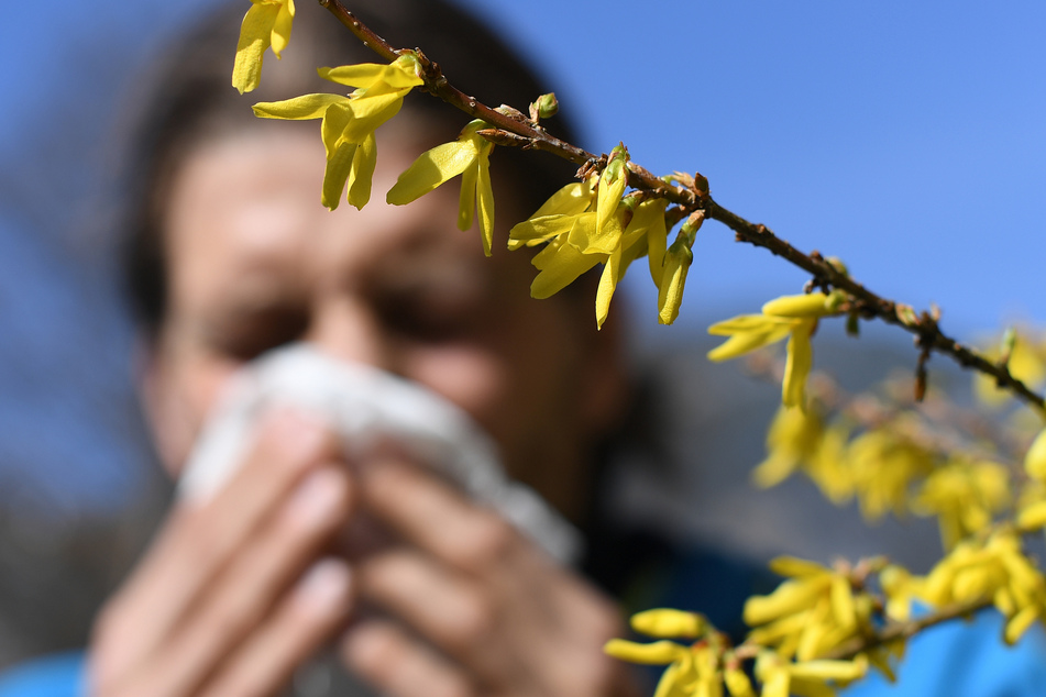 Taschentücher bereithalten! Für Pollenallergiker brechen schwere Zeiten an