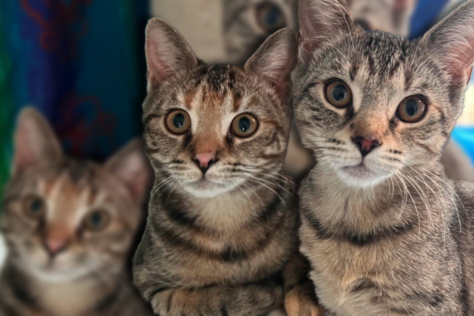 Handel im Internet erschüttert Tierheim: Katzen Ayla und Amika landeten bei eBay-Kleinanzeigen