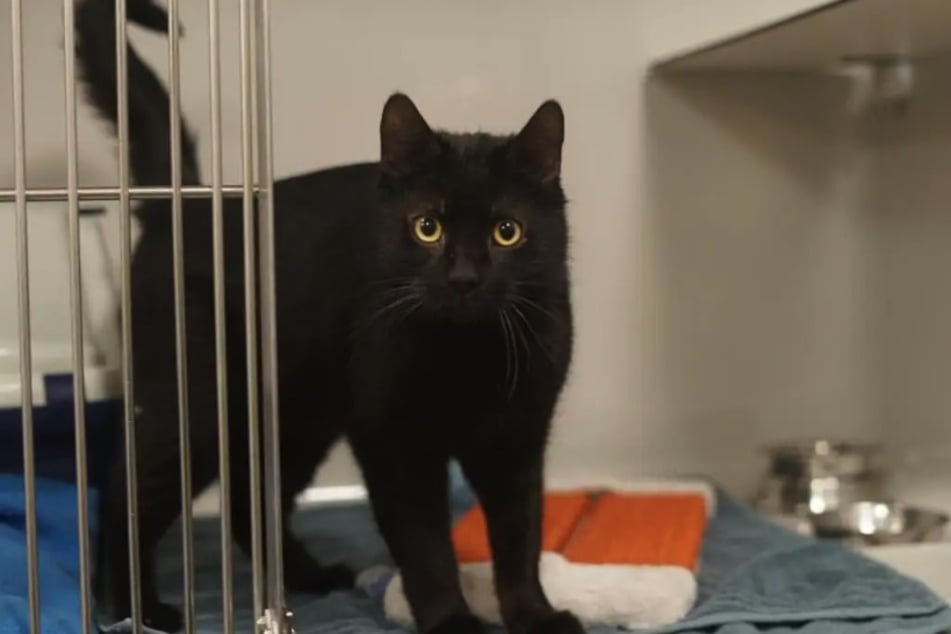 Kater Elmo kam als Fundtier ins Hamburger Tierheim.