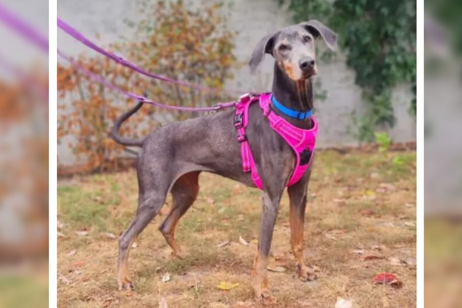 Der aktive Dobermann möchte bei sportlichen Menschen einziehen.