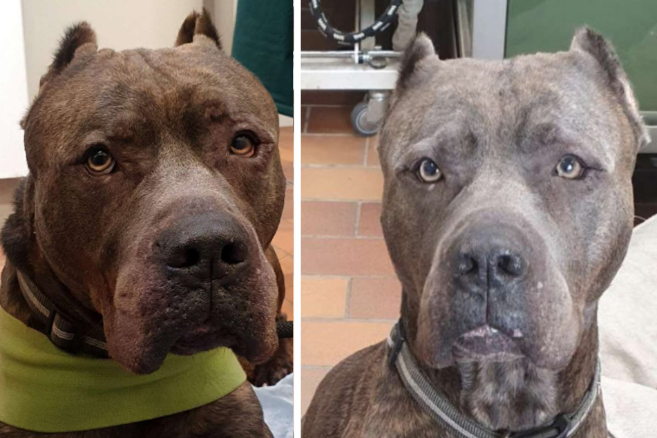 Hund brutal gequält: Ohren abgeschnitten, verprügelt und misshandelt!