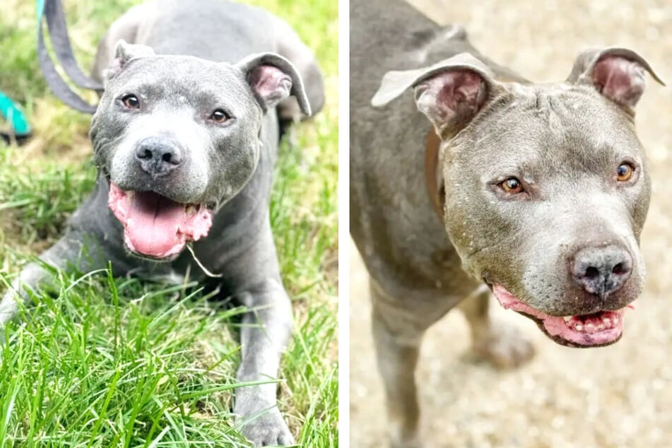 Wilson erobert jedes Herz: Doch wer schenkt dem Hunde-Opi ein Gnadenplätzchen?