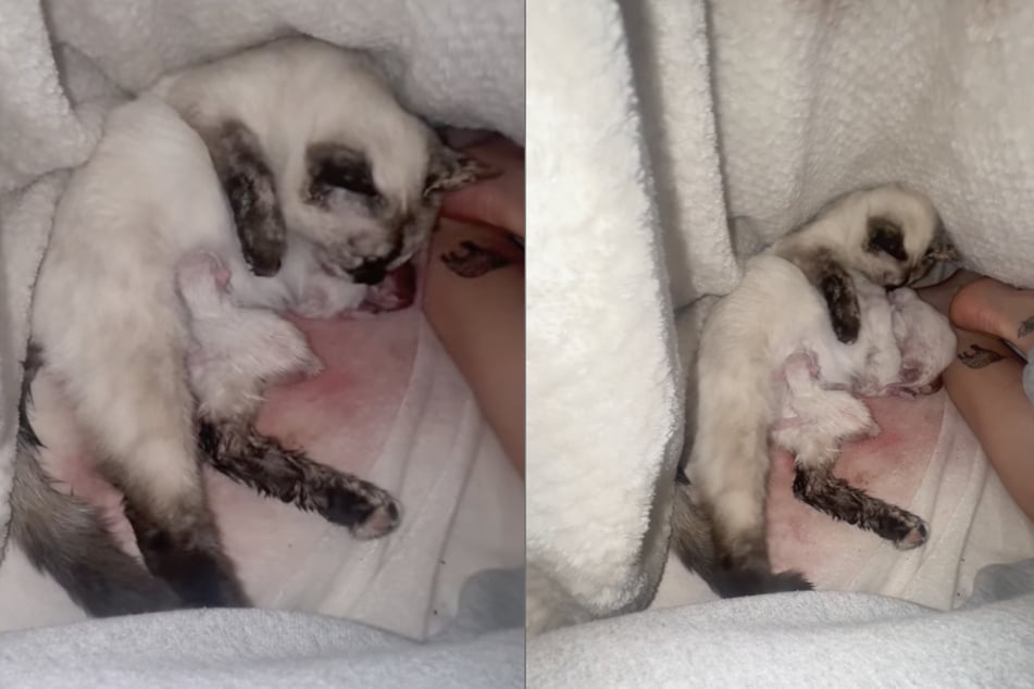 Katze "Pants" bekam ihren Nachwuchs ausgerechnet im Bett ihrer Besitzerin.