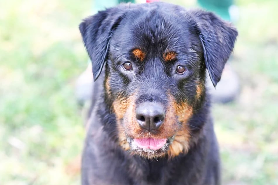Seit zwei Monaten lebt Rottweiler-Hündin Lem (6) im Berliner Tierheim.