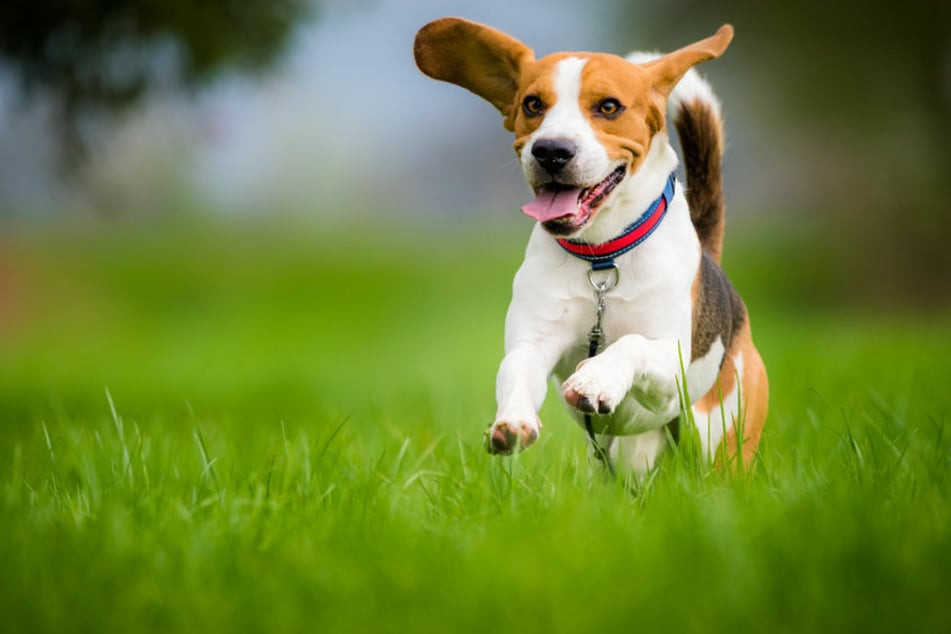 Dogs can now cool down with a nice, cold beer after scampering around.