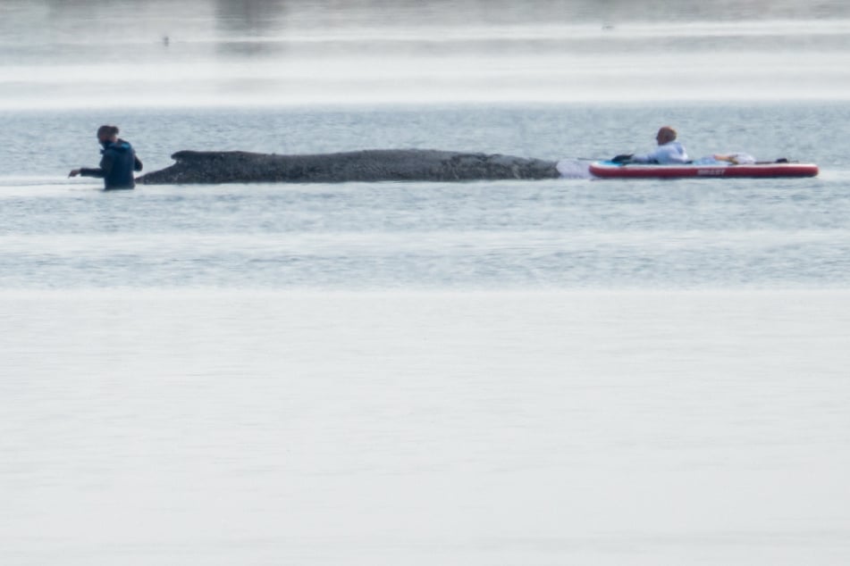 Rettungsaktion für gestrandeten Timmy: Personen im Wasser, Kräne eingetroffen