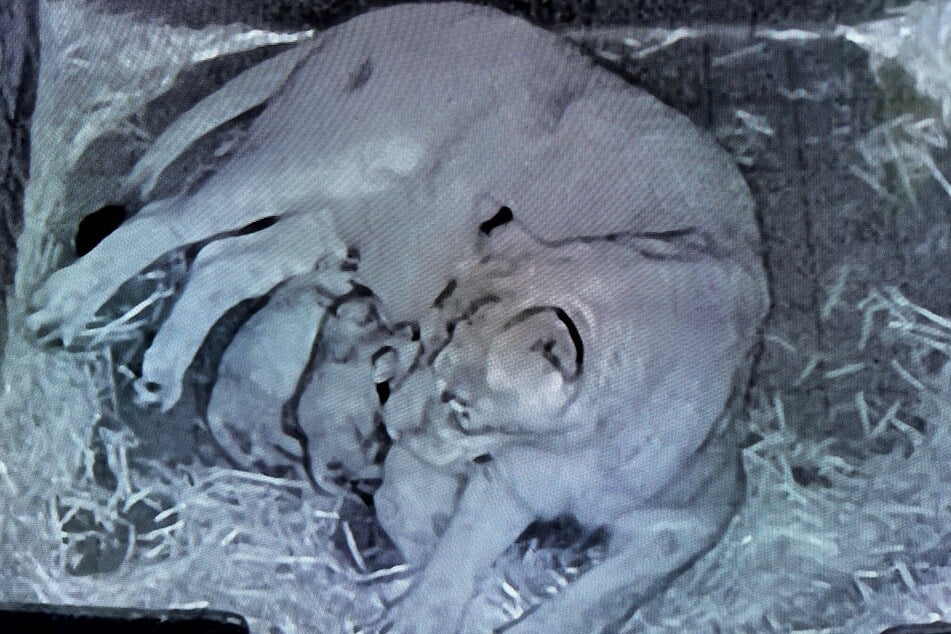 Die Jungtiere befinden sich zurzeit gänzlich ungestört in der Wurfhöhle im Backstage-Bereich der Löwen-Anlage.
