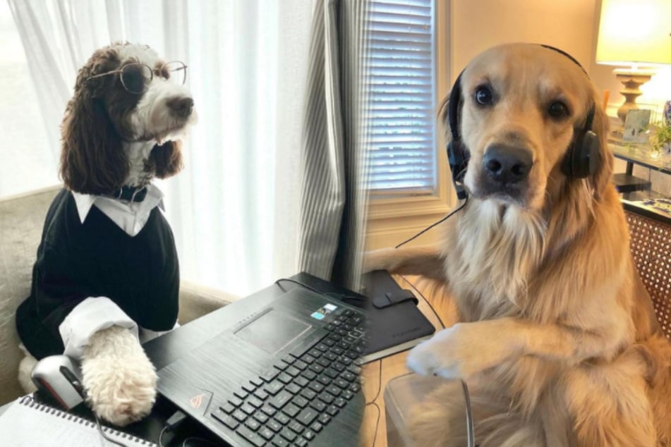 Working like a dog in home office: this Instagram account is a howling success