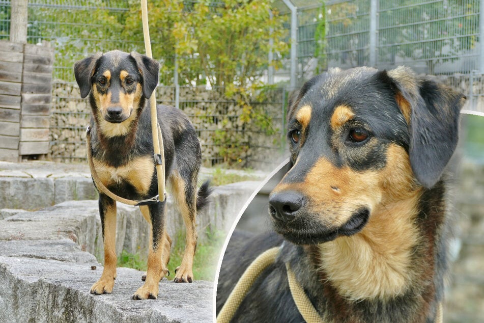 Bella könnte auch zu einem vorhandenen Artgenossen ziehen - entscheidend ist die Sympathie.