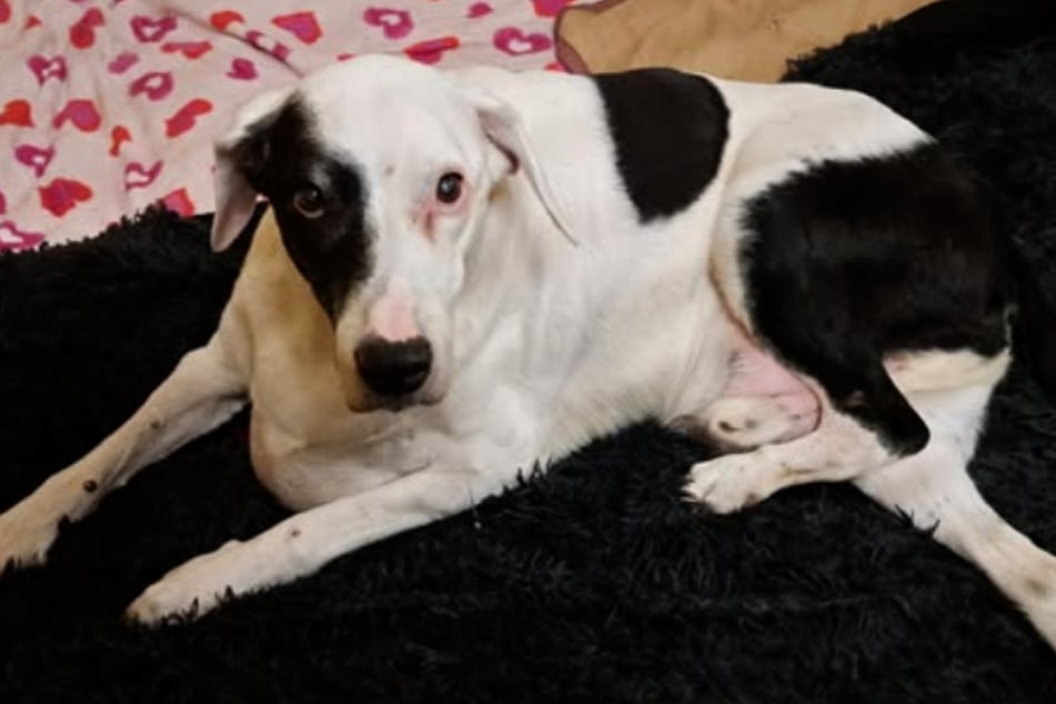 Hunde-Opa Mio wurde mitten an Karneval zum Sterben ausgesetzt und seinem Schicksal überlassen.