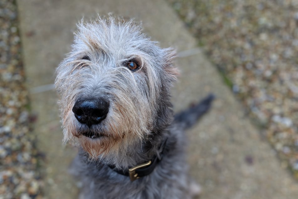 Irish wolfhounds are strange, wacky, and wonderful creatures.