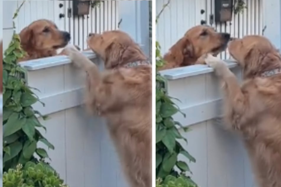 Emily's Golden Retriever is the best friend of her neighbor's Golden Retriever.